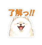 ほぼ大福な毛玉ポメ【家族/彼氏/先輩】（個別スタンプ：32）