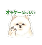 ほぼ大福な毛玉ポメ【家族/彼氏/先輩】（個別スタンプ：34）