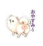 ほぼ大福な毛玉ポメ【家族/彼氏/先輩】（個別スタンプ：36）