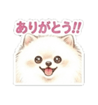 ほぼ大福な毛玉ポメ【家族/彼氏/先輩】（個別スタンプ：38）