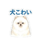 ほぼ大福な毛玉ポメ【家族/彼氏/先輩】（個別スタンプ：40）