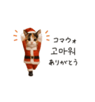 踊るサンタこねこの韓国語♡（個別スタンプ：5）