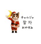 踊るサンタこねこの韓国語♡（個別スタンプ：10）