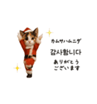 踊るサンタこねこの韓国語♡（個別スタンプ：16）