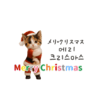 踊るサンタこねこの韓国語♡（個別スタンプ：23）