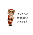 踊るサンタこねこの韓国語♡（個別スタンプ：24）