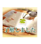 文鳥達の年末年始（個別スタンプ：4）