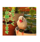 文鳥達の年末年始（個別スタンプ：6）