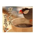 文鳥達の年末年始（個別スタンプ：8）