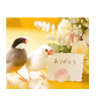 文鳥達の年末年始（個別スタンプ：10）