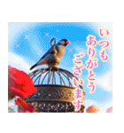 文鳥達の年末年始（個別スタンプ：11）