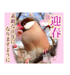 文鳥達の年末年始（個別スタンプ：18）
