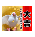 文鳥達の年末年始（個別スタンプ：20）
