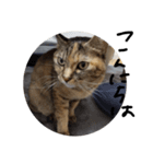 かわいいねこのラインスタンプ（個別スタンプ：1）