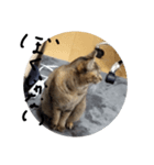 かわいいねこのラインスタンプ（個別スタンプ：2）