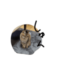 かわいいねこのラインスタンプ（個別スタンプ：4）