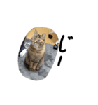 かわいいねこのラインスタンプ（個別スタンプ：5）