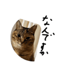 かわいいねこのラインスタンプ（個別スタンプ：6）