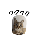 かわいいねこのラインスタンプ（個別スタンプ：7）