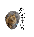 かわいいねこのラインスタンプ（個別スタンプ：8）