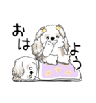 動くシーズー犬 2025 「やっぱ可愛いね」（個別スタンプ：1）