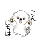 動くシーズー犬 2025 「やっぱ可愛いね」（個別スタンプ：2）
