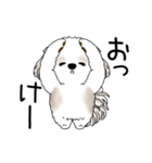 動くシーズー犬 2025 「やっぱ可愛いね」（個別スタンプ：5）