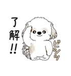 動くシーズー犬 2025 「やっぱ可愛いね」（個別スタンプ：6）