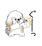 動くシーズー犬 2025 「やっぱ可愛いね」（個別スタンプ：7）