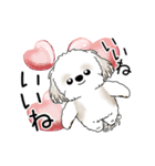 動くシーズー犬 2025 「やっぱ可愛いね」（個別スタンプ：8）