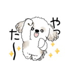 動くシーズー犬 2025 「やっぱ可愛いね」（個別スタンプ：11）