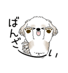 動くシーズー犬 2025 「やっぱ可愛いね」（個別スタンプ：12）