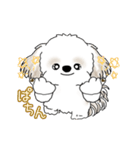 動くシーズー犬 2025 「やっぱ可愛いね」（個別スタンプ：13）