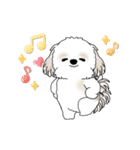 動くシーズー犬 2025 「やっぱ可愛いね」（個別スタンプ：16）