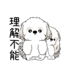 動くシーズー犬 2025 「やっぱ可愛いね」（個別スタンプ：19）