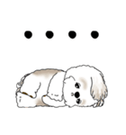動くシーズー犬 2025 「やっぱ可愛いね」（個別スタンプ：20）