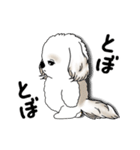 動くシーズー犬 2025 「やっぱ可愛いね」（個別スタンプ：24）