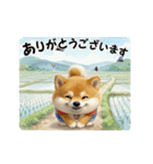 柴犬の年中使えるスタンプ（個別スタンプ：16）