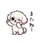 一年使えるマルチーズ（個別スタンプ：12）