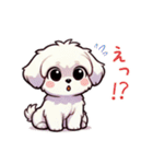 一年使えるマルチーズ（個別スタンプ：13）