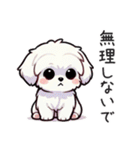 一年使えるマルチーズ（個別スタンプ：16）