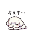 一年使えるマルチーズ（個別スタンプ：20）