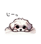 一年使えるマルチーズ（個別スタンプ：25）