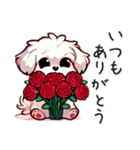 一年使えるマルチーズ（個別スタンプ：33）