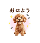 一年中使える♪トイプードルの毎日スタンプ（個別スタンプ：1）