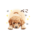 一年中使える♪トイプードルの毎日スタンプ（個別スタンプ：8）