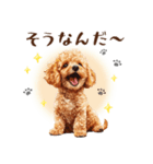 一年中使える♪トイプードルの毎日スタンプ（個別スタンプ：16）