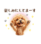 一年中使える♪トイプードルの毎日スタンプ（個別スタンプ：24）