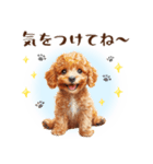 一年中使える♪トイプードルの毎日スタンプ（個別スタンプ：28）