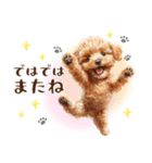 一年中使える♪トイプードルの毎日スタンプ（個別スタンプ：30）
